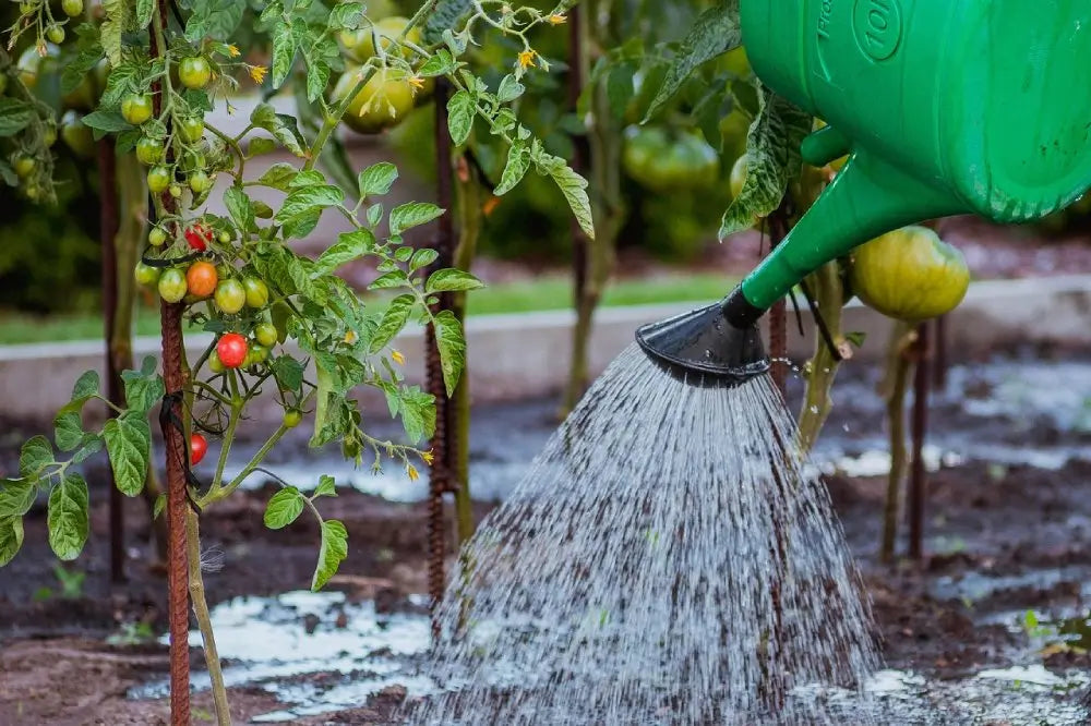 Unlock Healthier Crops: How Digital Soil Moisture Meters Optimize Irrigation