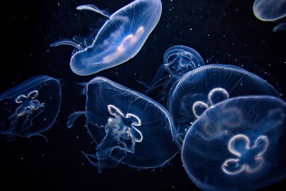 Marine Aquarium Salinity Guide: Refractometer and Meter Checks