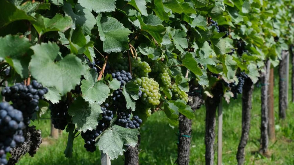 Maximize Crop Value: Using Brix Readings to Determine Optimal Harvest Time