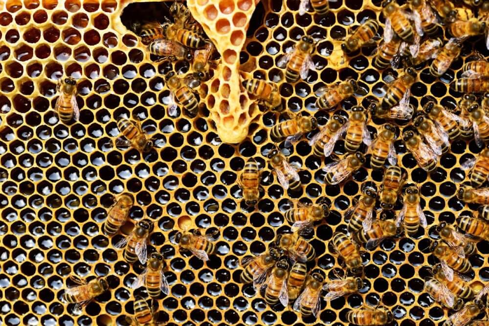 Ist Ihr Honig rein? Echtheitsprüfung mit einem Brix-Refraktometer