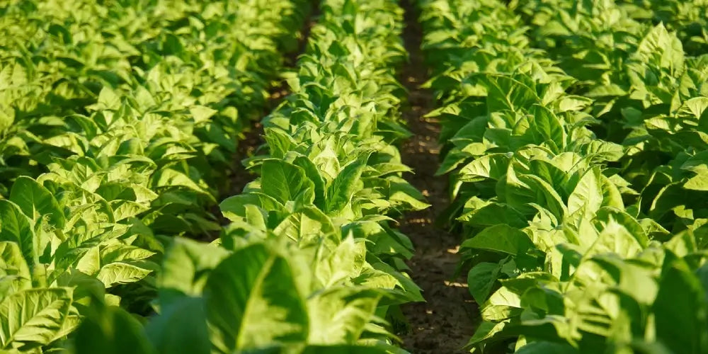 Perfecting the Cure: How Tobacco Moisture Meters Ensure Optimal Quality and Storage