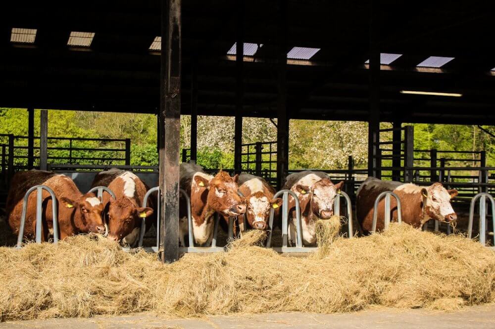 Moisture Meters for Straw and Bran: Storage and Feed Checks